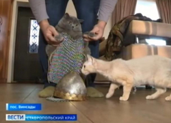 Житель Ставрополья выковал железные доспехи для кота