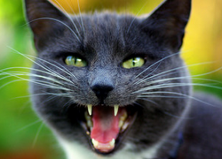 В Георгиевском районе женщина заразилась бешенством от укуса кошки