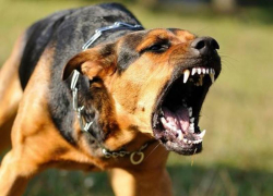 На Ставрополье обнаружено 6 очагов бешенства