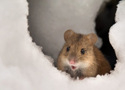 Большая часть обследованных на Ставрополье земель оказалась заселена грызунами