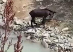 Выжил чудом: раненого ослика из Северной Осетии отправят лечиться в Ставрополь