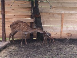 Олениха стала мамой в зоопарке Георгиевска