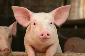 Из-за вспышки африканской чумы запретили ввоз свинины из Крыма на Ставрополье