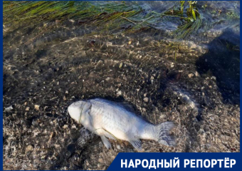 «Мы обратились к мэру города, но нас заблокировали»: экоактивисты пожаловались на гибель рыбы в водоеме Пятигорска