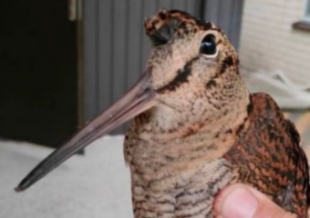 В Ставрополе заметили необычных птиц  в собачьих будках