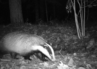 Обитающий в ставропольских лесах любопытный барсук попал на фото