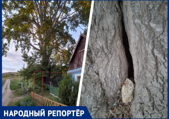 «Будем ждать, когда оно упадет и прорвет газовую трубу»: жительница Шпаковского округа пожаловалась на гнилое дерево
