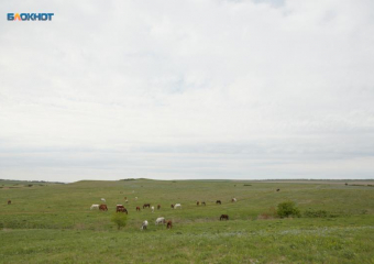 Карантин по бруцеллезу объявили в двух округах Ставрополья