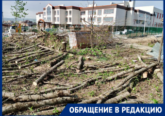 Голубые ели в Ессентуках уничтожают ради озеленения новой школы по нацпроекту 