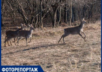 В окрестностях Ставрополя выпустили десять краснокнижных оленей 