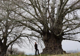 Осина возрастом около 200 лет растет на Ставрополье