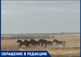 «Едва отделались от травм»: встреча с табуном лошадей едва не стоила семье из Ставрополья жизни