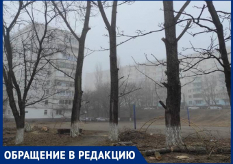 Жители Ставрополя бьют тревогу из-за спила молодых деревьев во дворе