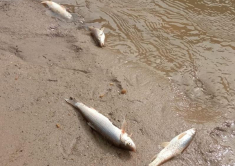 Массовая гибель рыбы зафиксирована в реке Кума на Ставрополье