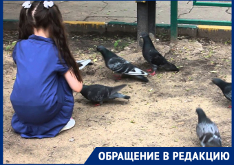 Полчища голубей атакуют детскую площадку на улице Шпаковской в Ставрополе 