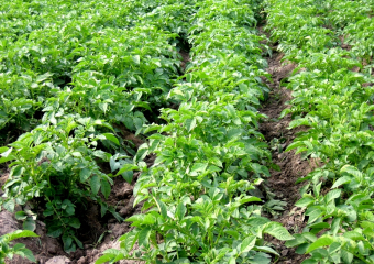 На Ставрополье увеличили производство картофеля