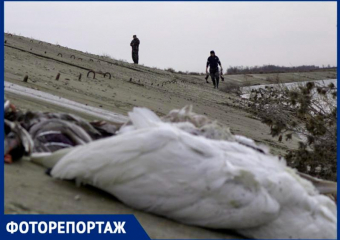 Сотни трупов диких птиц убрали охотники с берега реки Айгурки на Ставрополье
