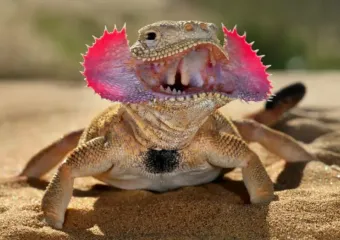 Рот Чужого и четыре яйца: чем еще может удивить уникальная рептилия на Ставрополье? 