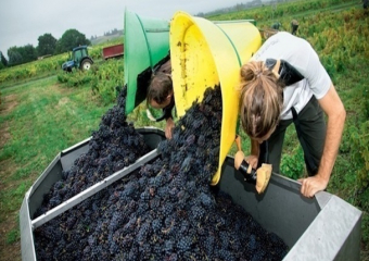 Французам понравилось произведенное на Ставрополье вино