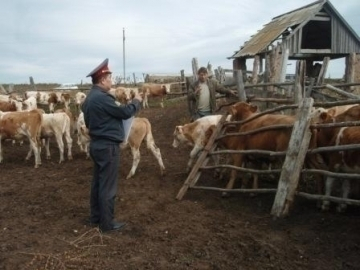 За угон скота на Ставрополье полицейский пойдет под суд