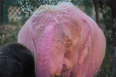 Уникальный розовый слон родился в передвижном зоопарке