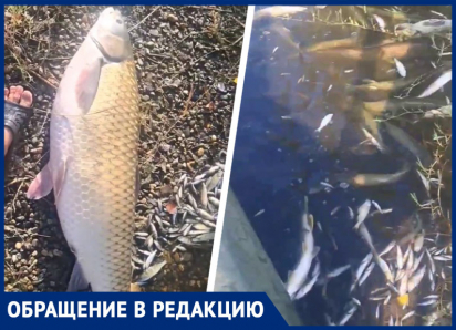 «Рыба ползет к берегу и ищет спасения»: озеро Барсуки усеяно погибшими обитателями 