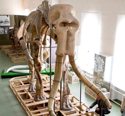 В краеведческом музее Ставрополя появился еще один скелет южного слона