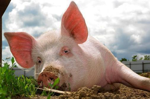 В Ессентуках местные жители хотят избавиться от свинофермы