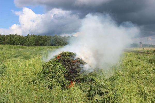 Более 63 тонн конопли уничтожили в районах Ставропольского края