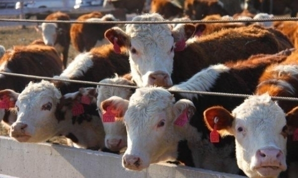 На Ставрополье потерпевшие по делу о краже скота жалуются на бездействие следствия