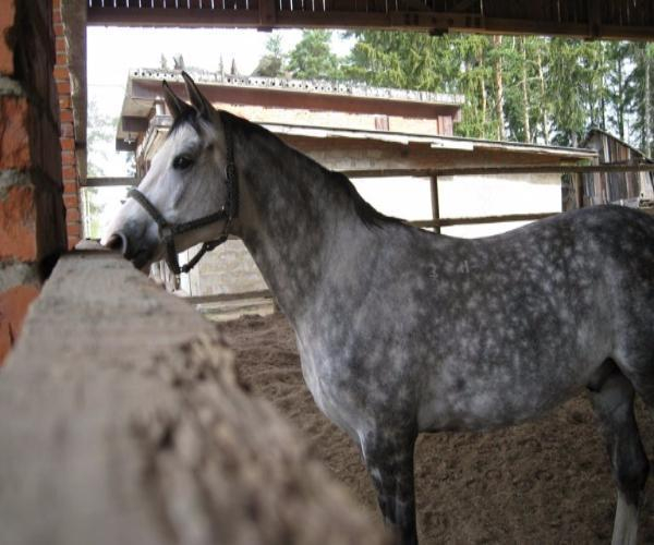 Уникальная порода лошадей на Ставрополье в опасности