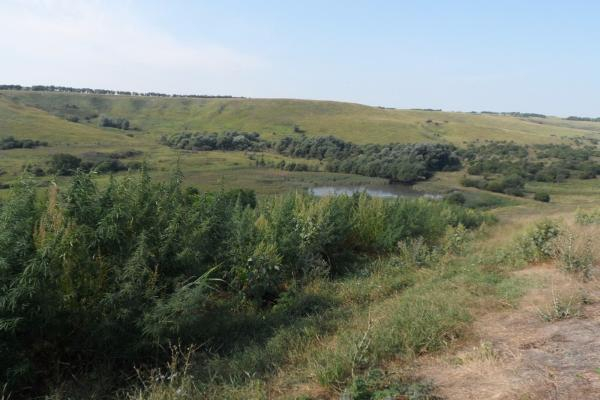Уничтожено около 20 тысяч кустов конопли в Андроповском районе