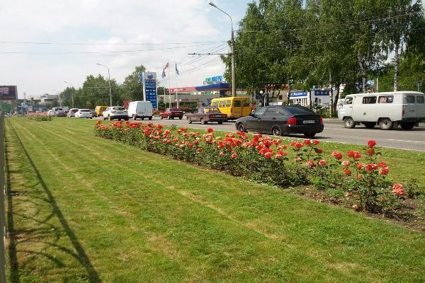 Десятки тысяч роз появятся на улицах Ставрополя