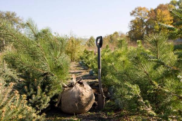 Саженцы крымской сосны высадили в Кадетском лесу Ставрополя