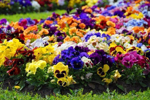 В Пятигорске к майским праздникам высадят более миллиона цветов