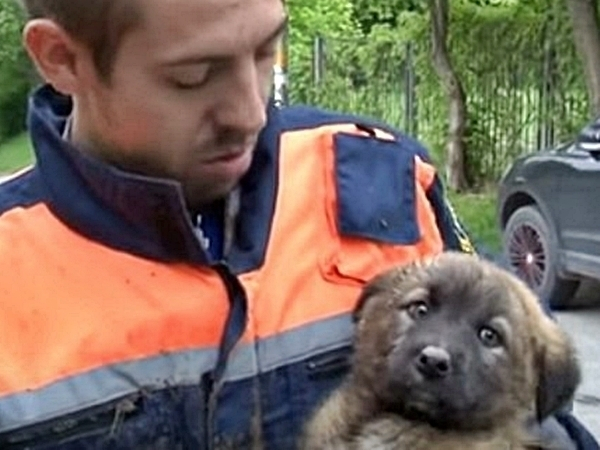 Спасатели Кисловодска смогли достать щенка из люка спустя три дня