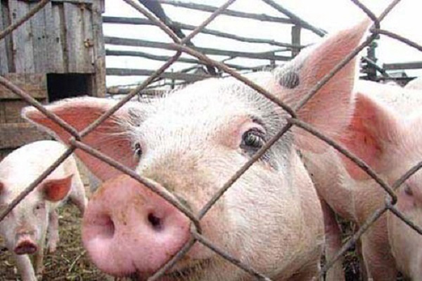 О вспышке африканской чумы свиней сообщил ставропольский Россельхознадзор