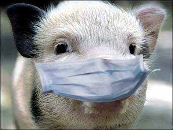 В связи со вспышкой африканской чумы запретили ввоз свиней на территорию Ставрополья
