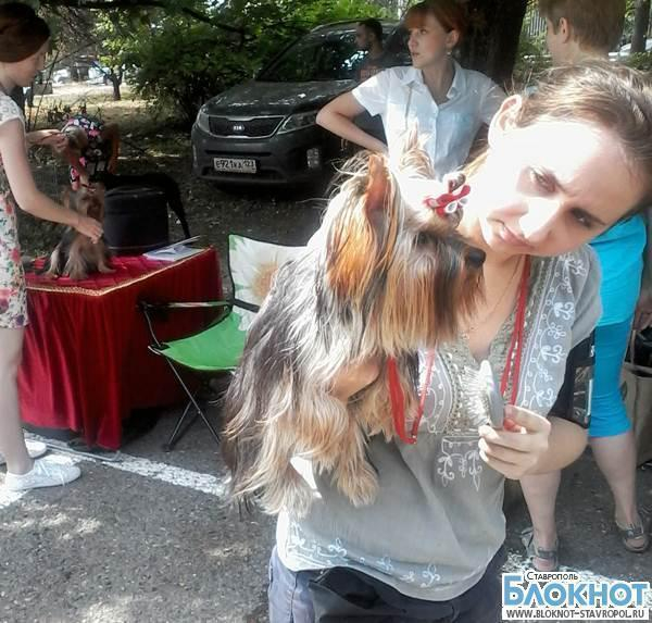 На Ставрополье прошла выставка собак Юга России