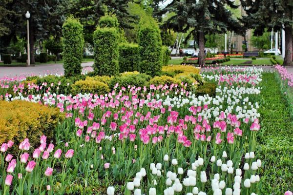 Более ста тысяч тюльпанов высадили в Ставрополе