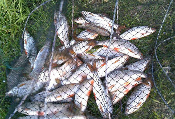 За незаконный лов рыбы на Ставрополье будут судить двух браконьеров