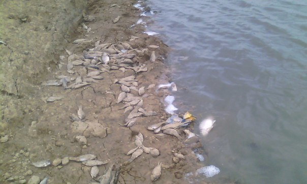 Загрязнение водоема на Ставрополье привело к гибели рыбы