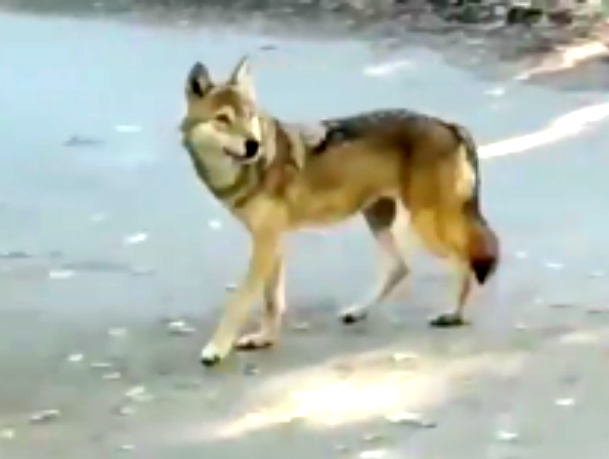 Ставропольчанин снял на видео разгуливающего по городу волка