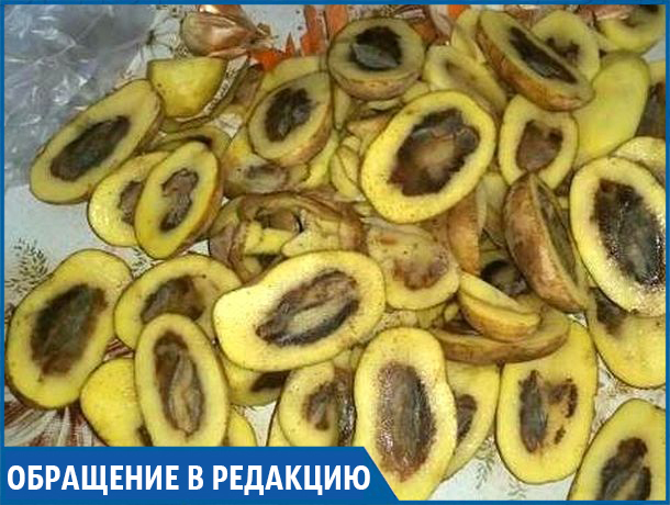 «Вот такой вот «свежий урожай» продают в известных магазинах» - жительница Михайловска
