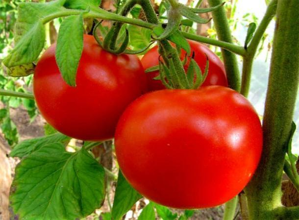 В Ставропольском крае урожай томата увеличился на 7%