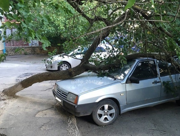 Дерево рухнуло на припаркованное у дома авто в Ставрополе