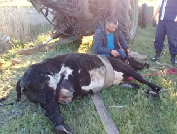 Упавшую в колодец корову спасатели вызволяли с помощью экскаватора на Ставрополье