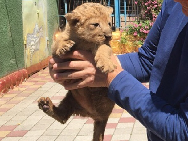 Милая львица родилась в ставропольском зоопарке