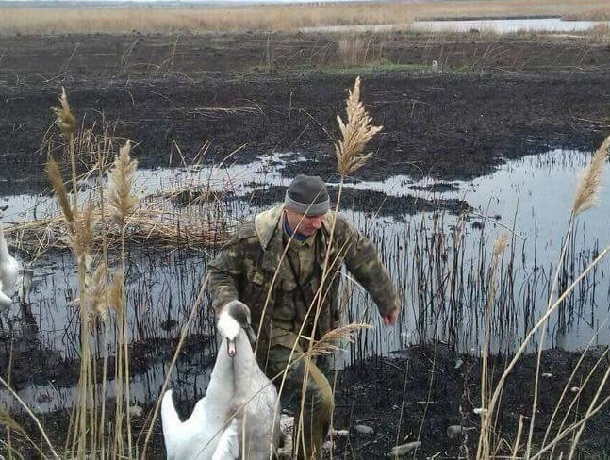 За расстрел лебедей в заповеднике на мужчину завели уголовное дело на Ставрополье
