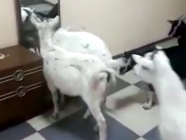 Вторжение стада коз в подъезд сняли на видео жители Ставрополя